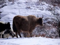 Domestic Animal in Himalaya Nepal