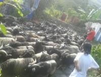 Domestic Animal in the Himalaya Nepal